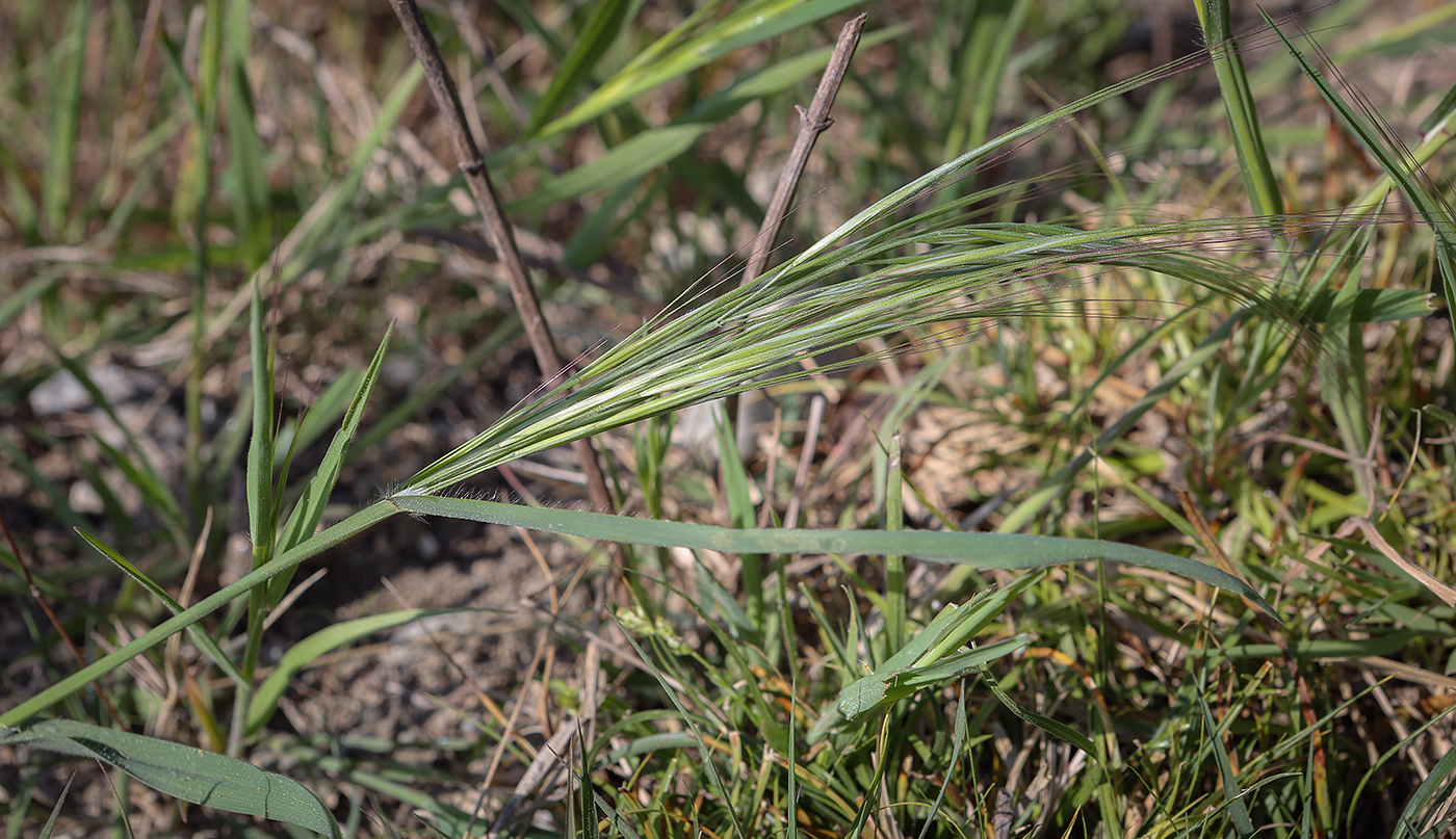 Image of Anisantha sterilis specimen.