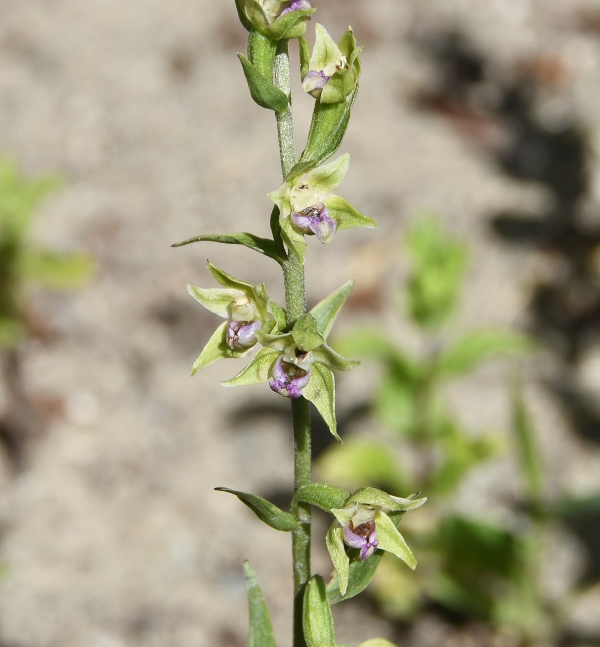 Изображение особи Epipactis troodi.
