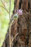 familia Asteraceae. Часть побега с соцветием. Турция, пров. Анталья, окр. бухты Чиралы, Ликийская тропа, каменистый склон. 29.05.2024.