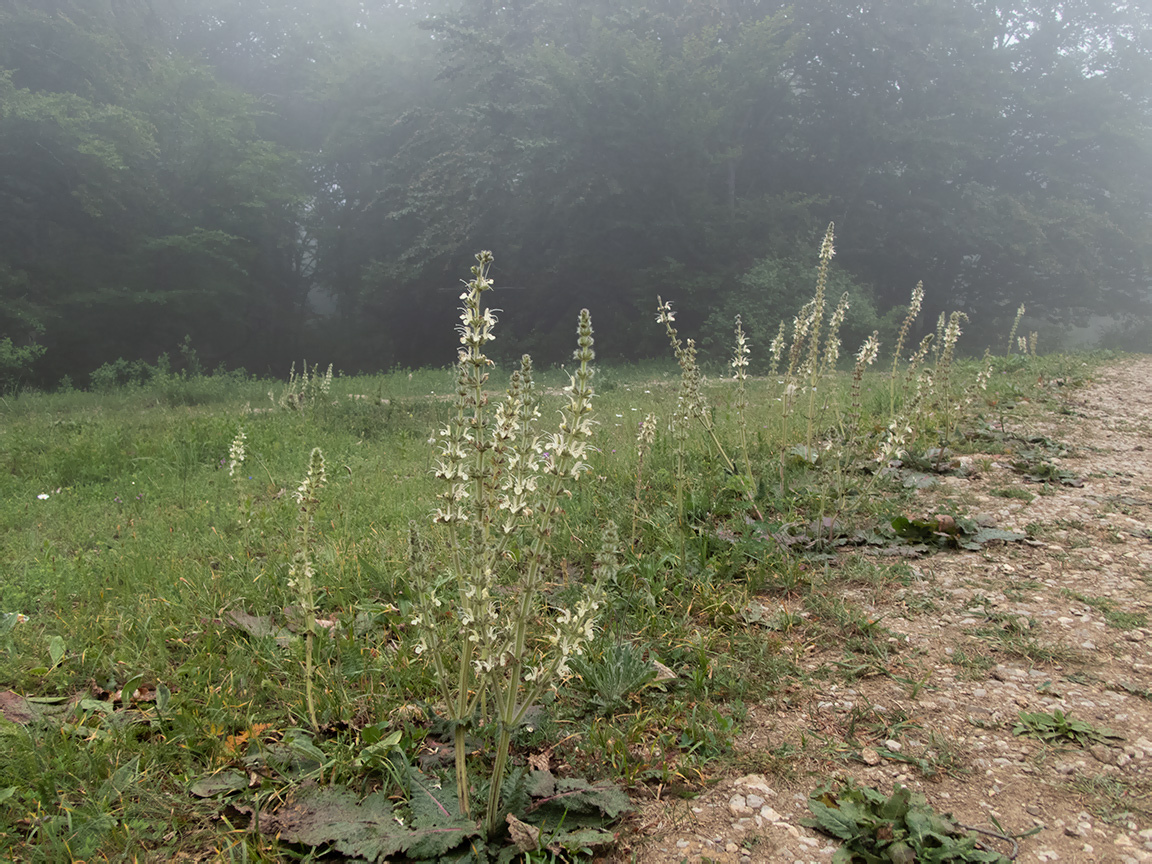 Изображение особи Salvia austriaca.