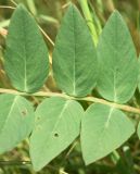 Image of taxon representative. Author is Тулкин Тиллаев
