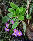 Primula vulgaris