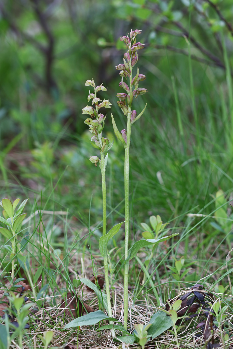 Изображение особи Dactylorhiza viridis.
