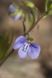 Veronica umbrosa