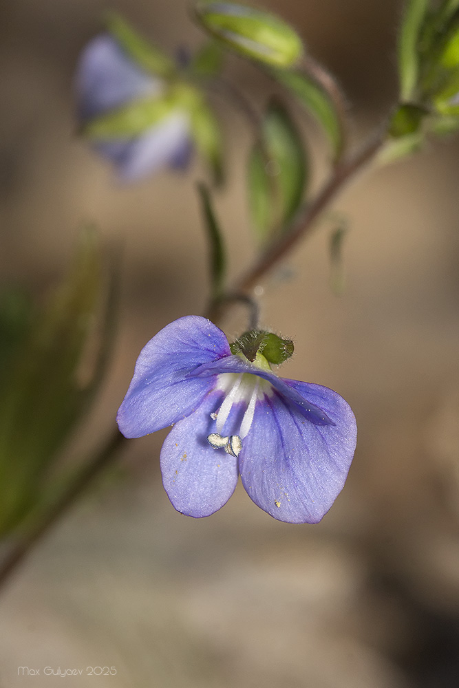 Image of Veronica umbrosa specimen.