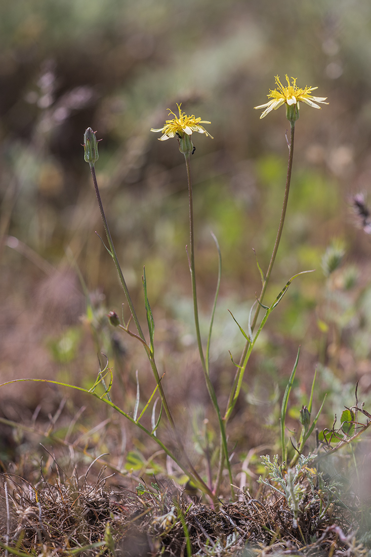 Image of genus Scorzonera specimen.