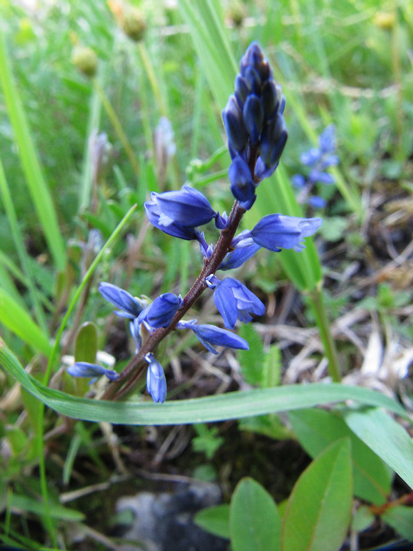 Image of Polygala amarella specimen.
