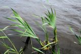 Typha latifolia. Вегетирующие растения. Московская обл., Павлово-Посадский ГО, г. Электрогорск, Тёплые озёра, берег озера №1. 18.05.2025.