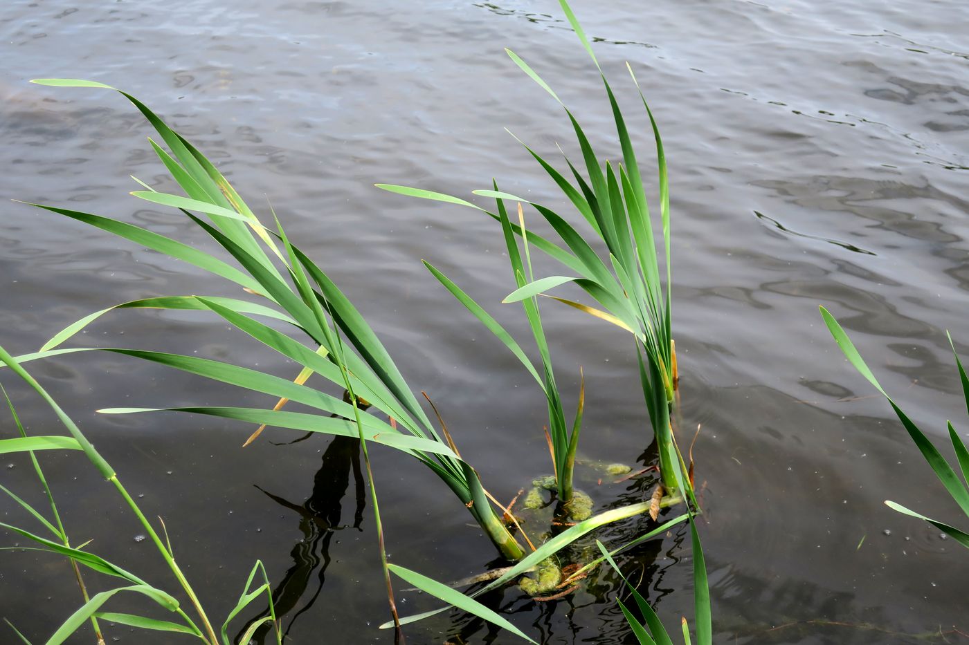 Image of Typha latifolia specimen.