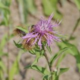 Centaurea trichocephala