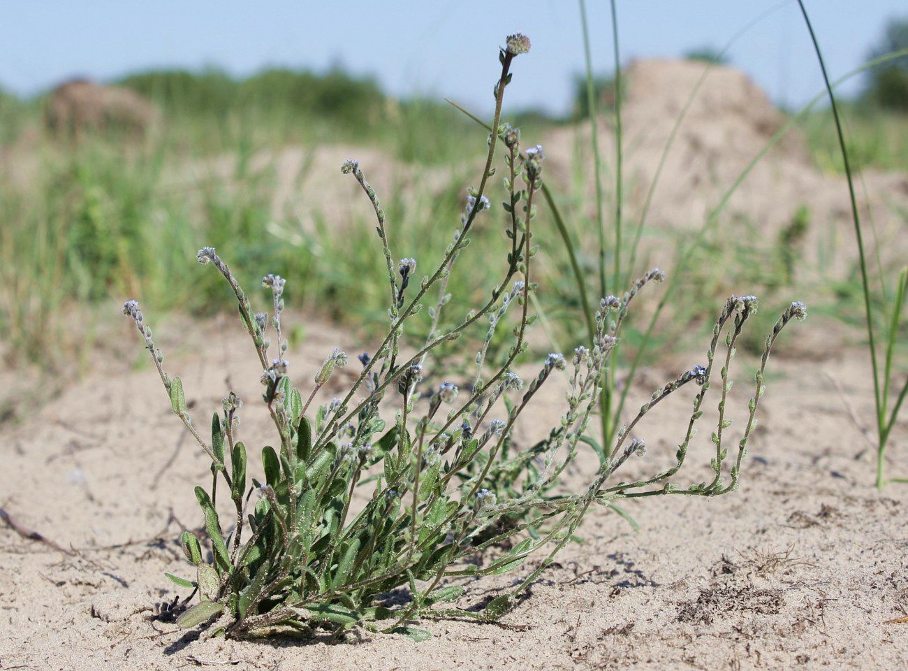 Изображение особи Myosotis micrantha.