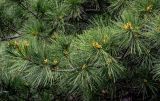 Pinus armandii
