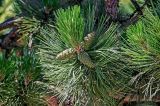 genus Pinus