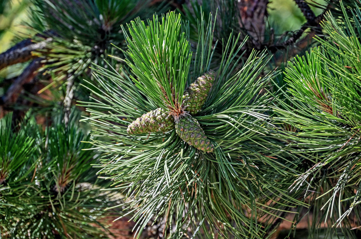 Изображение особи род Pinus.