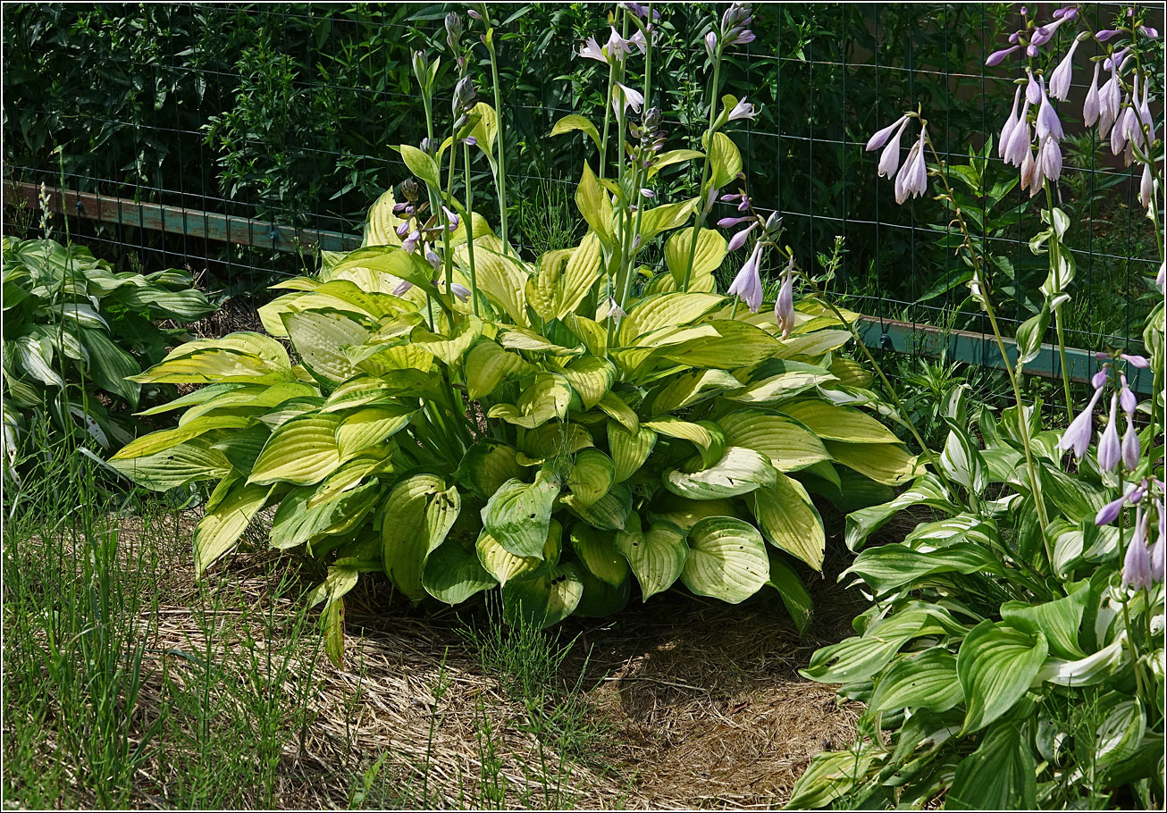 Image of genus Hosta specimen.
