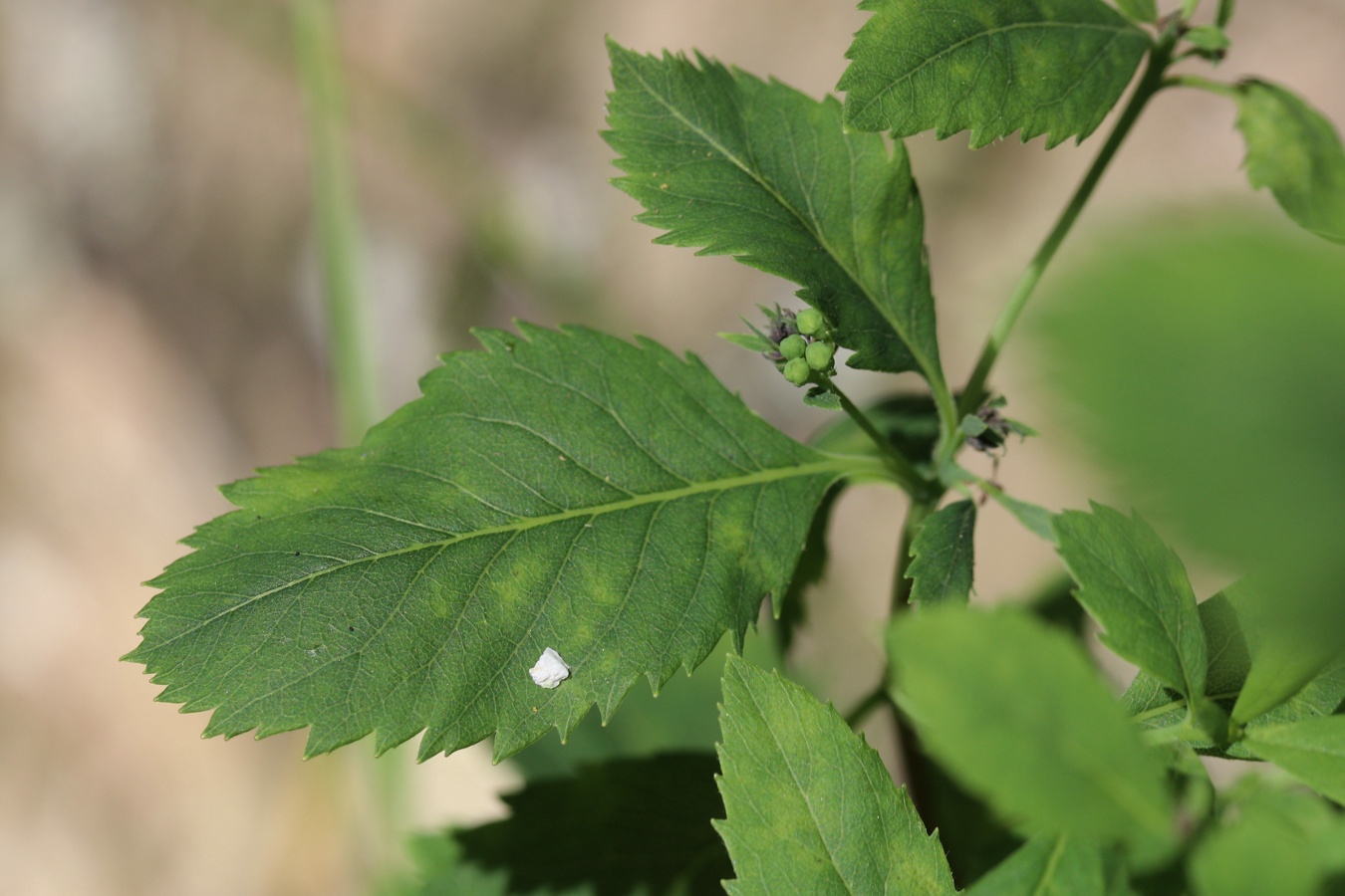 Image of Spiraea latifolia specimen.