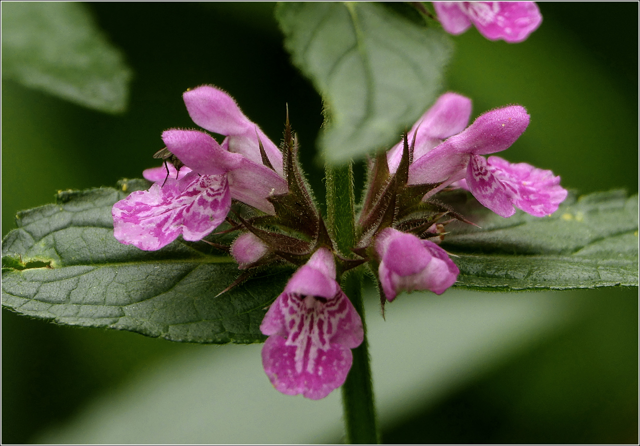 Image of Stachys palustris specimen.