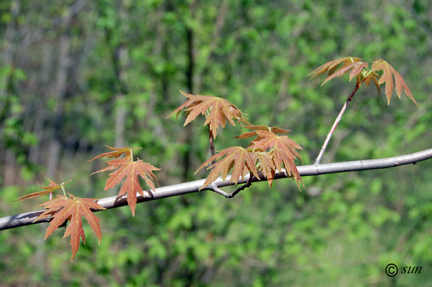 Image of Aesculus glabra specimen.