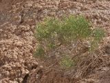 Arthrophytum balchaschense. Плодоносящее растение. Казахстан, Жетысуская обл., Панфиловский р-н, отроги Джунгарского Алатау, горы Долонтау, пестроцветы. 19 сентября 2025 г.