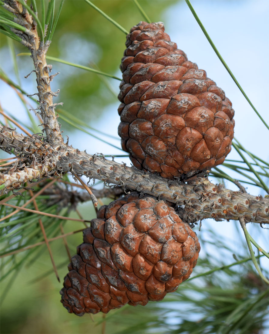 Изображение особи Pinus eldarica.