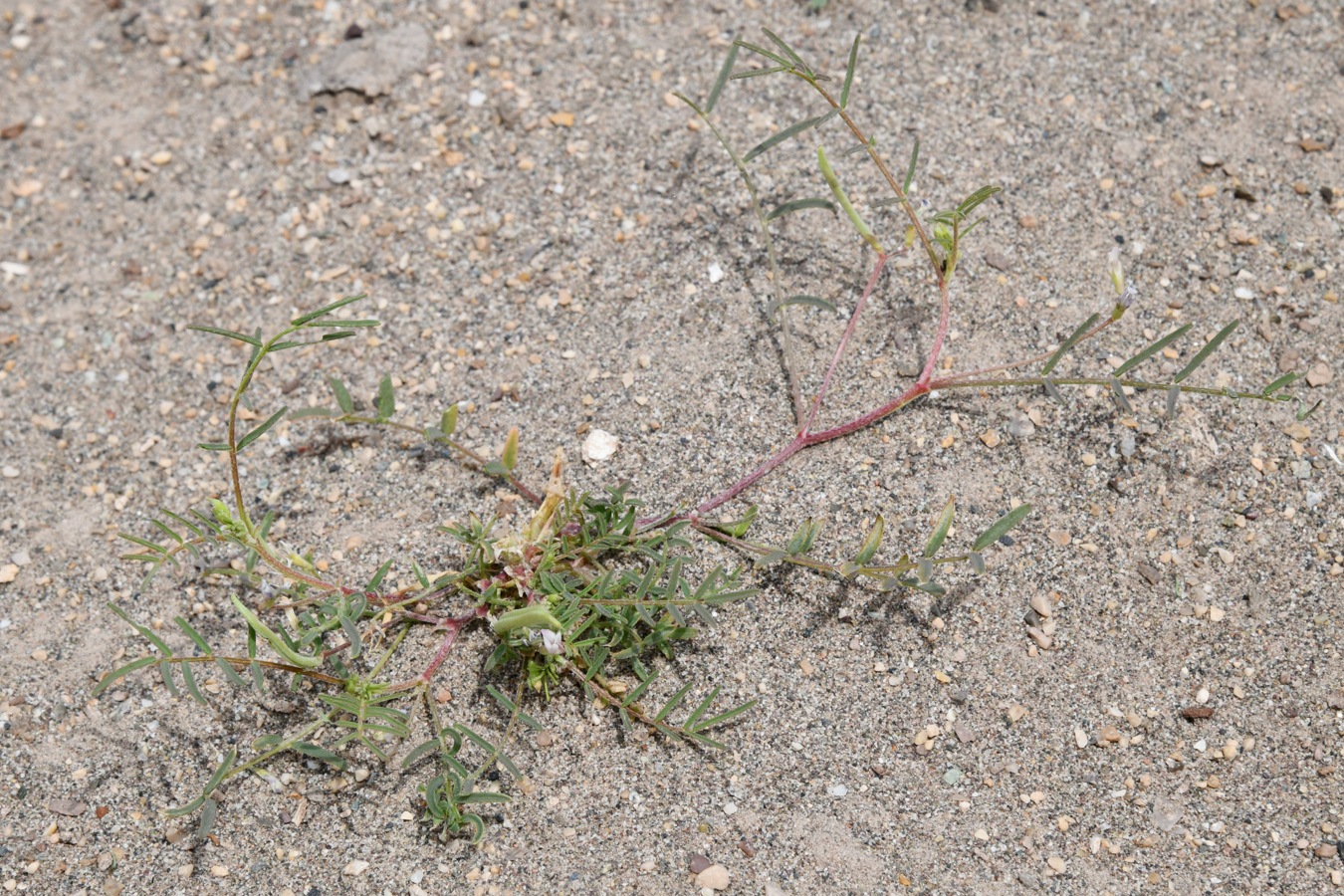 Image of genus Astragalus specimen.