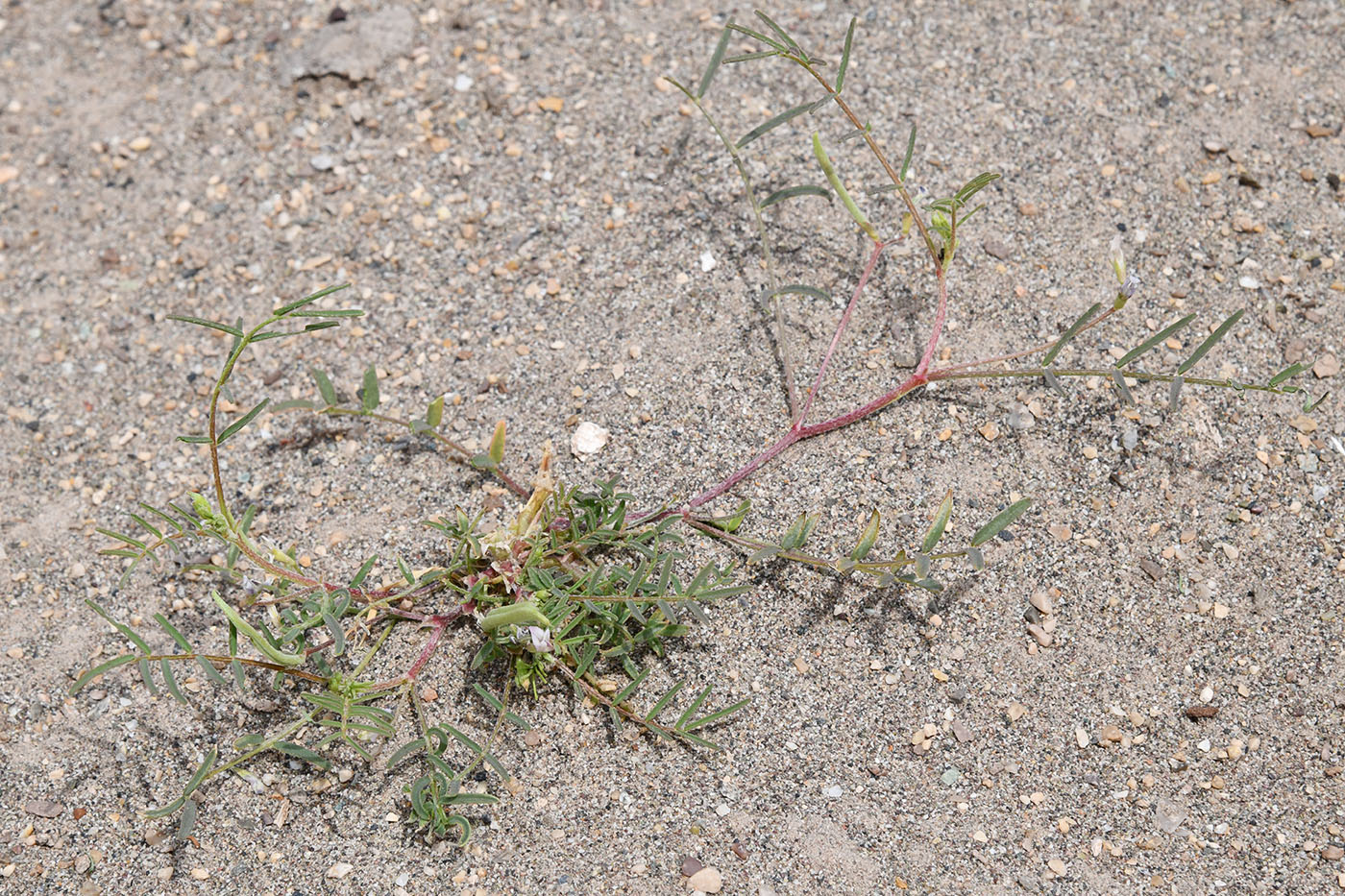 Изображение особи род Astragalus.