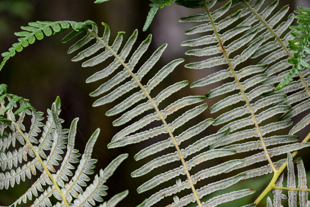 Изображение особи Pteridium aquilinum.