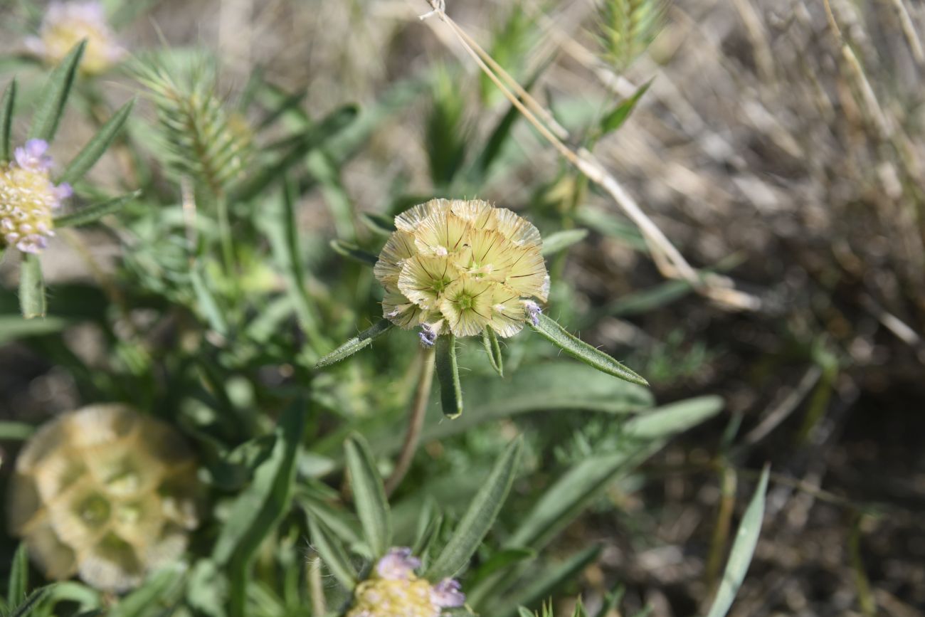 Изображение особи семейство Dipsacaceae.