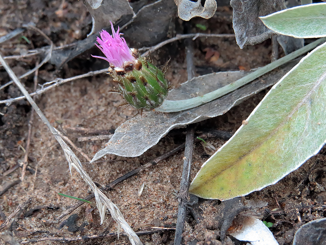 Изображение особи Psephellus sumensis.