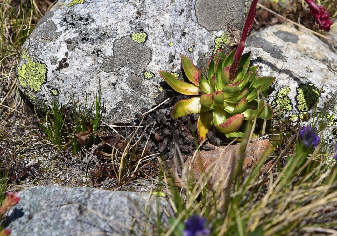 Изображение особи род Sempervivum.