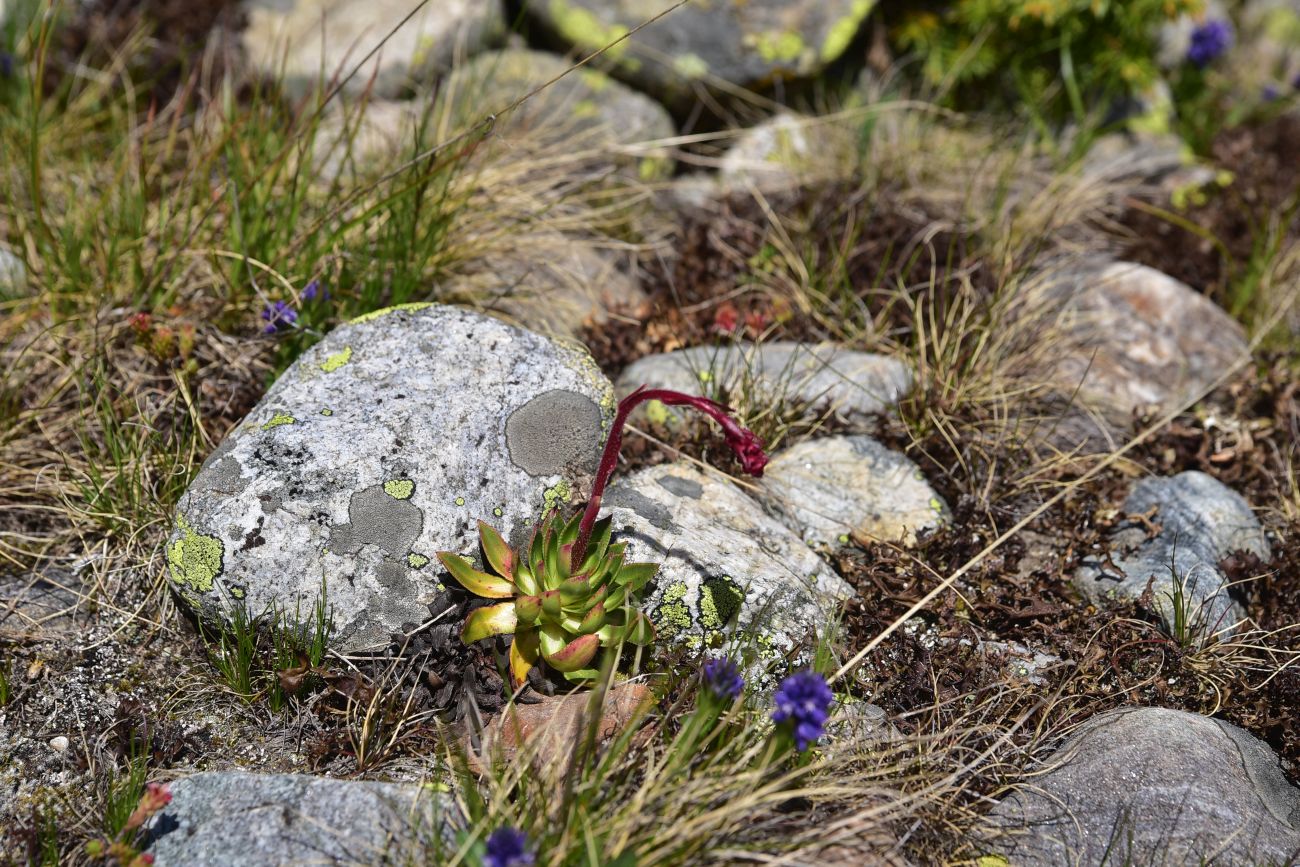 Изображение особи Неопознанный вид.