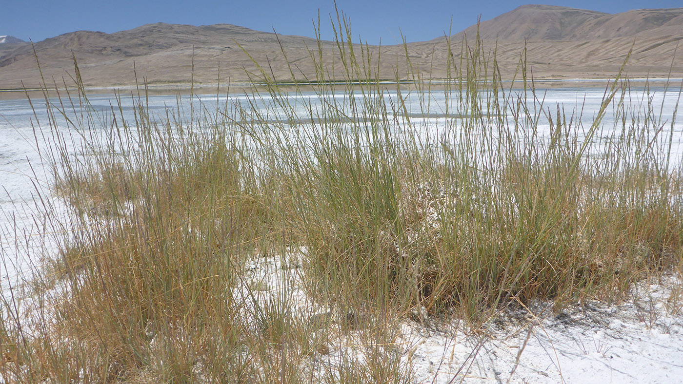 Image of familia Poaceae specimen.