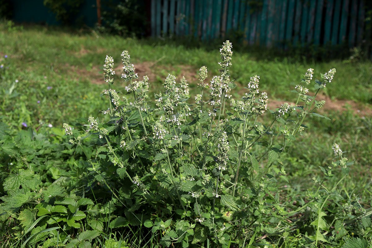 Изображение особи Nepeta cataria.