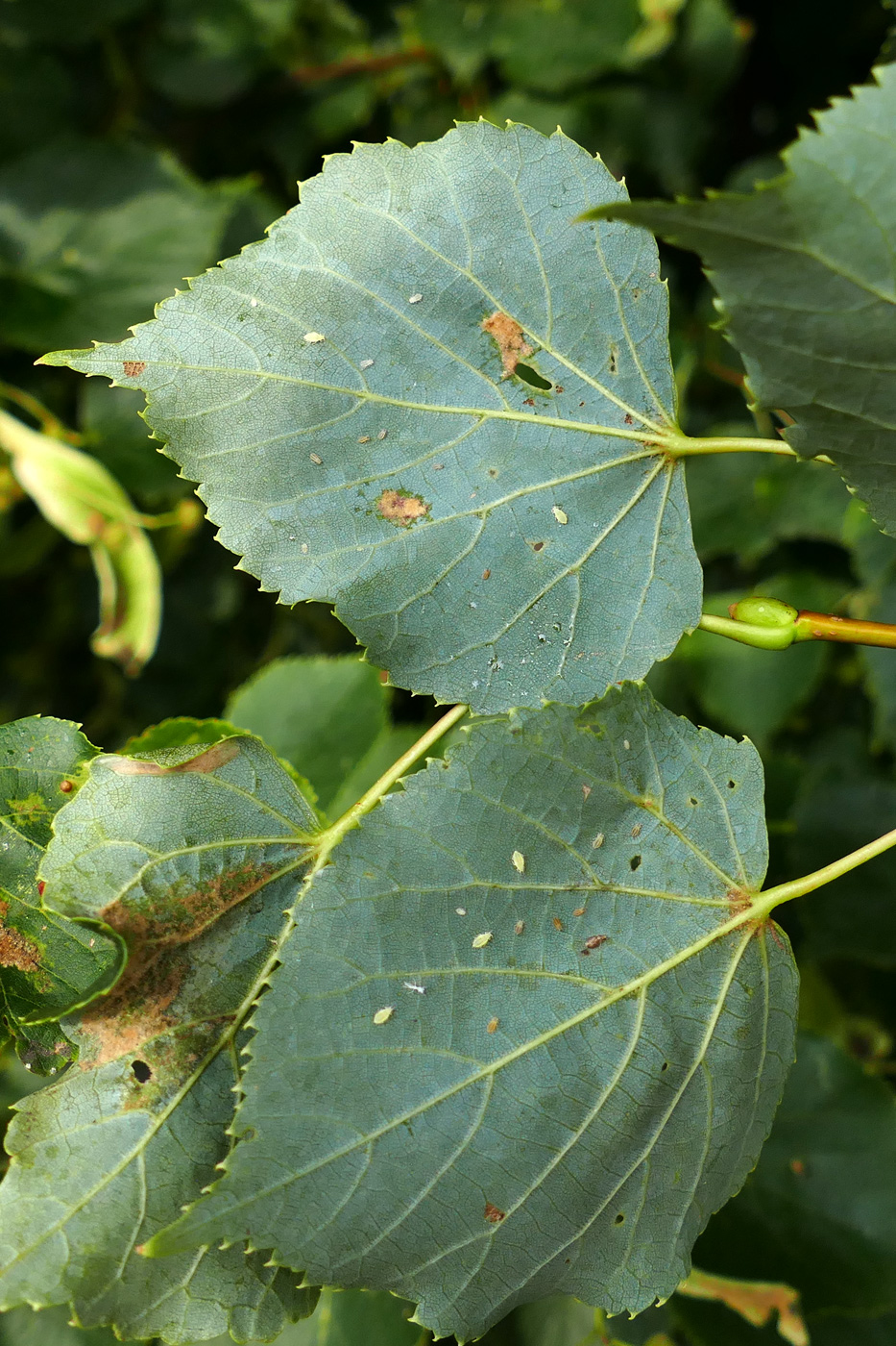 Image of Tilia cordata specimen.
