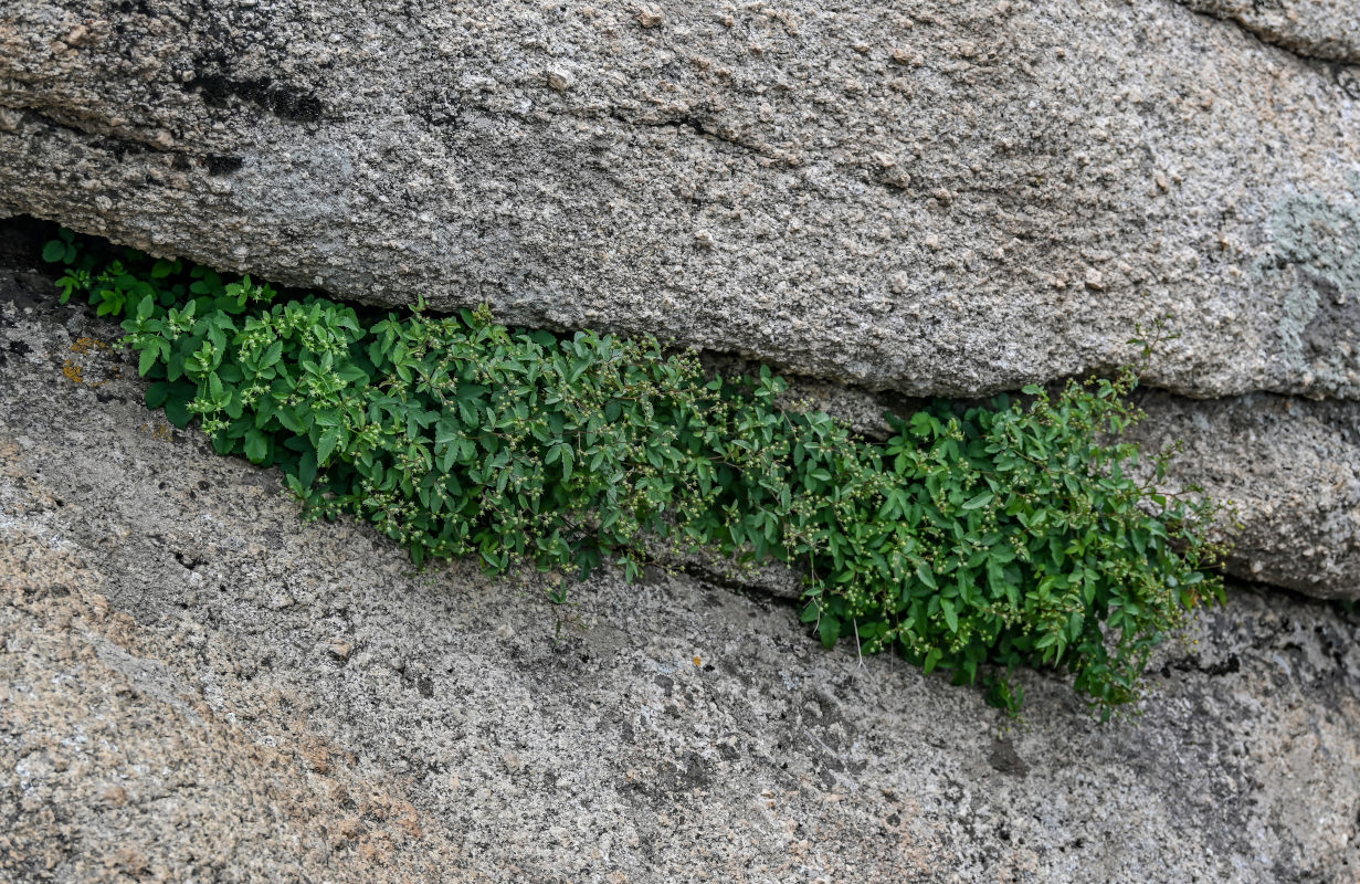 Изображение особи род Potentilla.