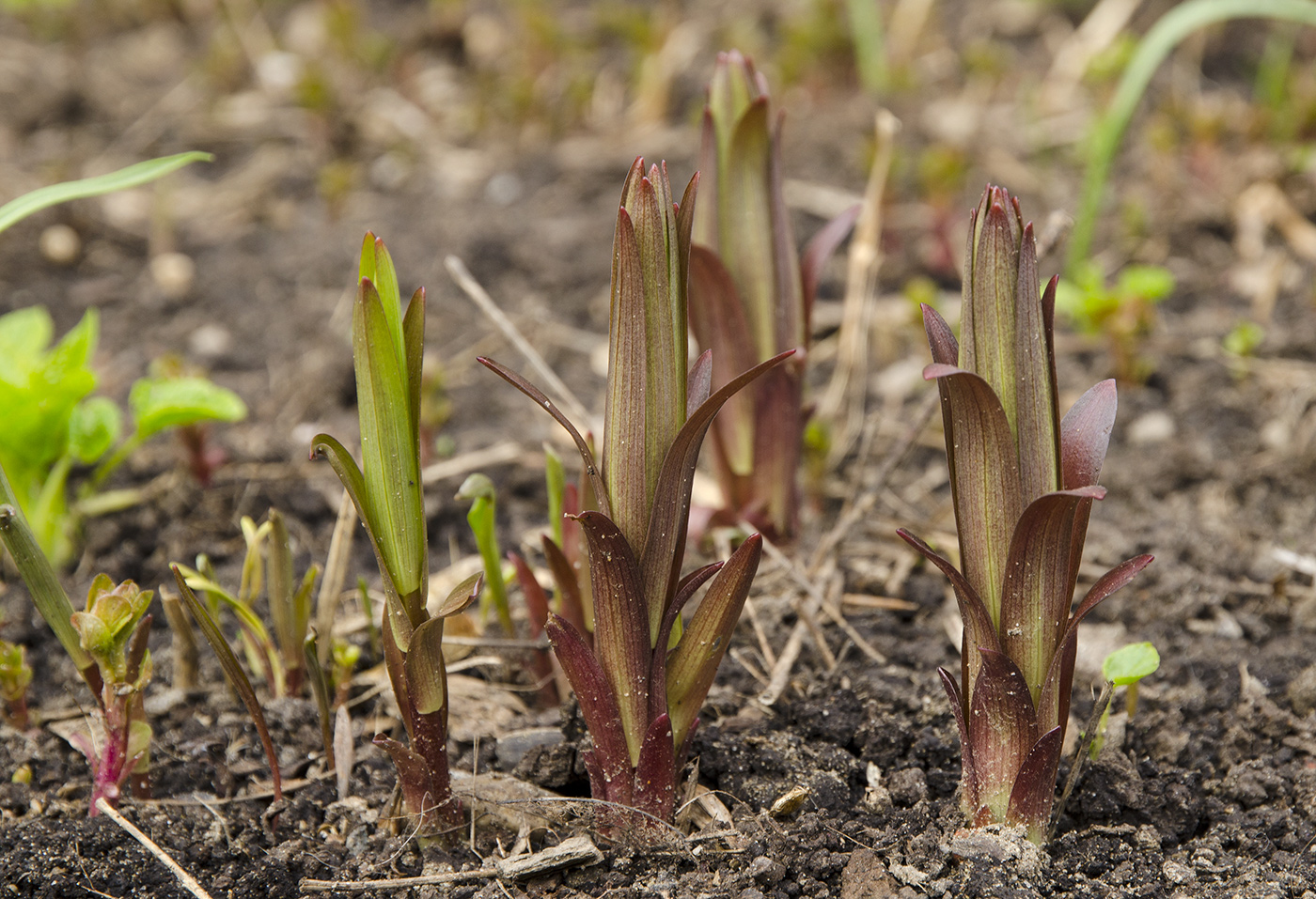 Изображение особи Неопознанный вид.
