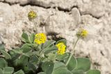 Medicago lupulina. Соцветия, листья. Крым, Бахчисарайский р-н, окр. с. Дачное, фруктовый сад. 12.05.2020.