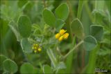 genus Medicago