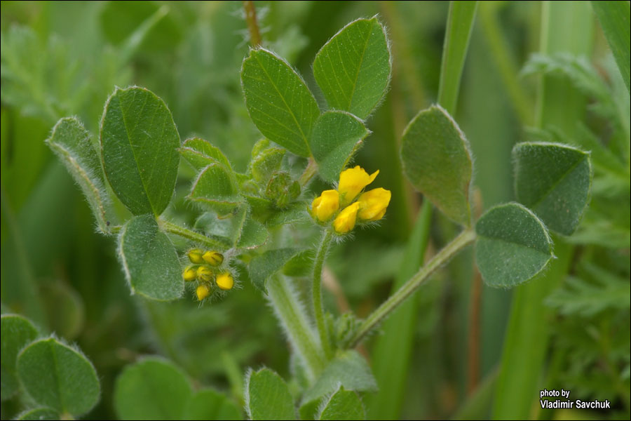 Изображение особи род Medicago.