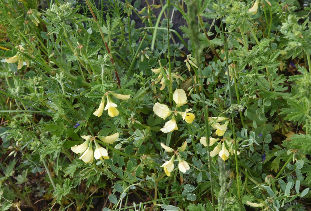 Изображение особи семейство Fabaceae.