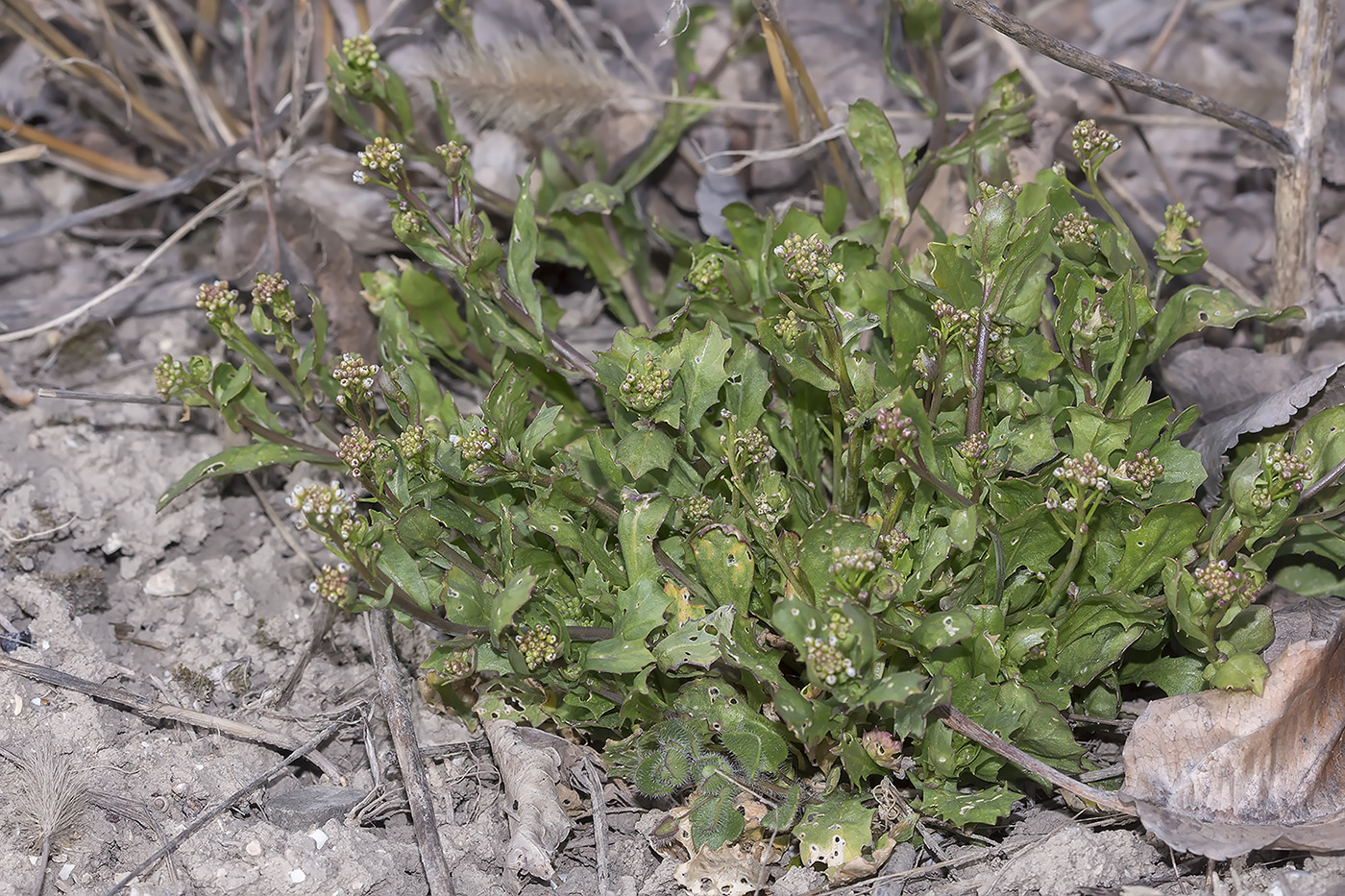 Image of Calepina irregularis specimen.