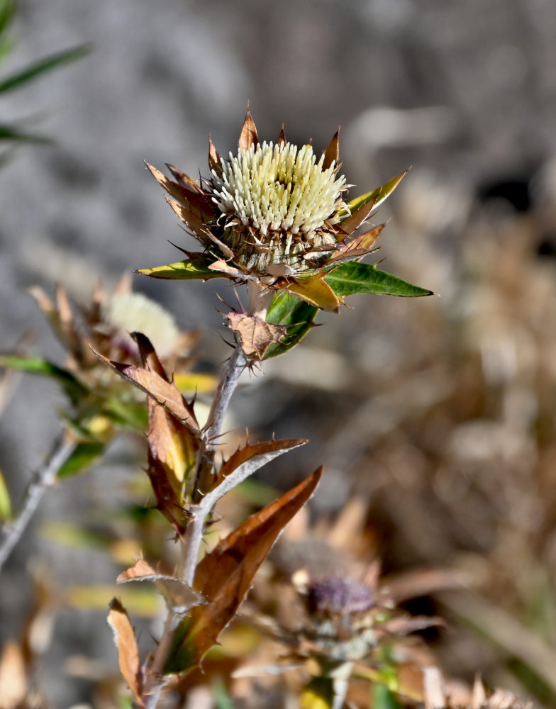 Image of genus Carlina specimen.