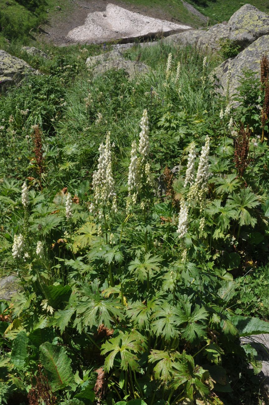 Image of Aconitum orientale specimen.