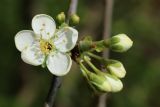 Prunus domestica