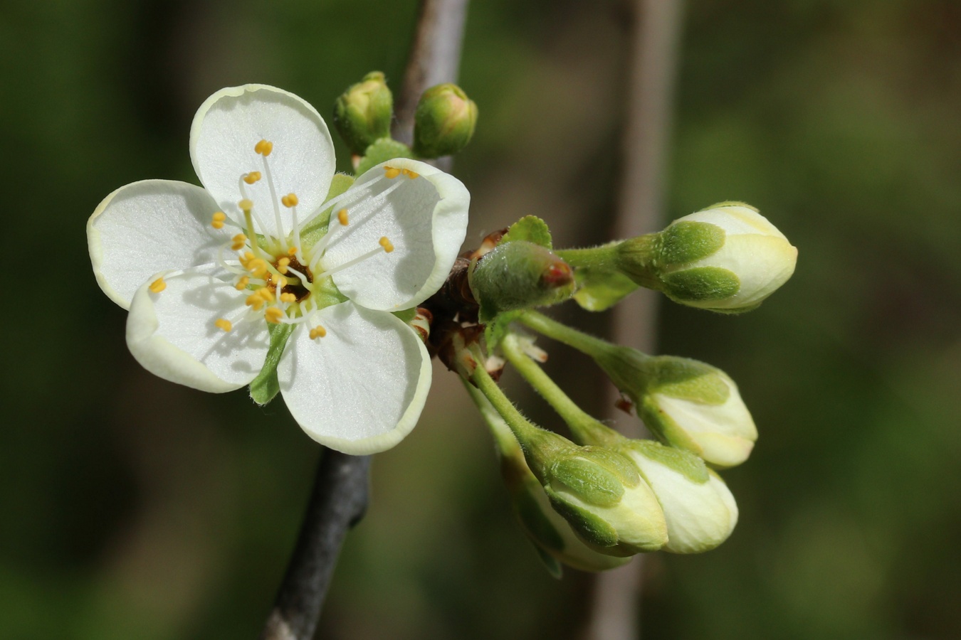 Image of Prunus domestica specimen.