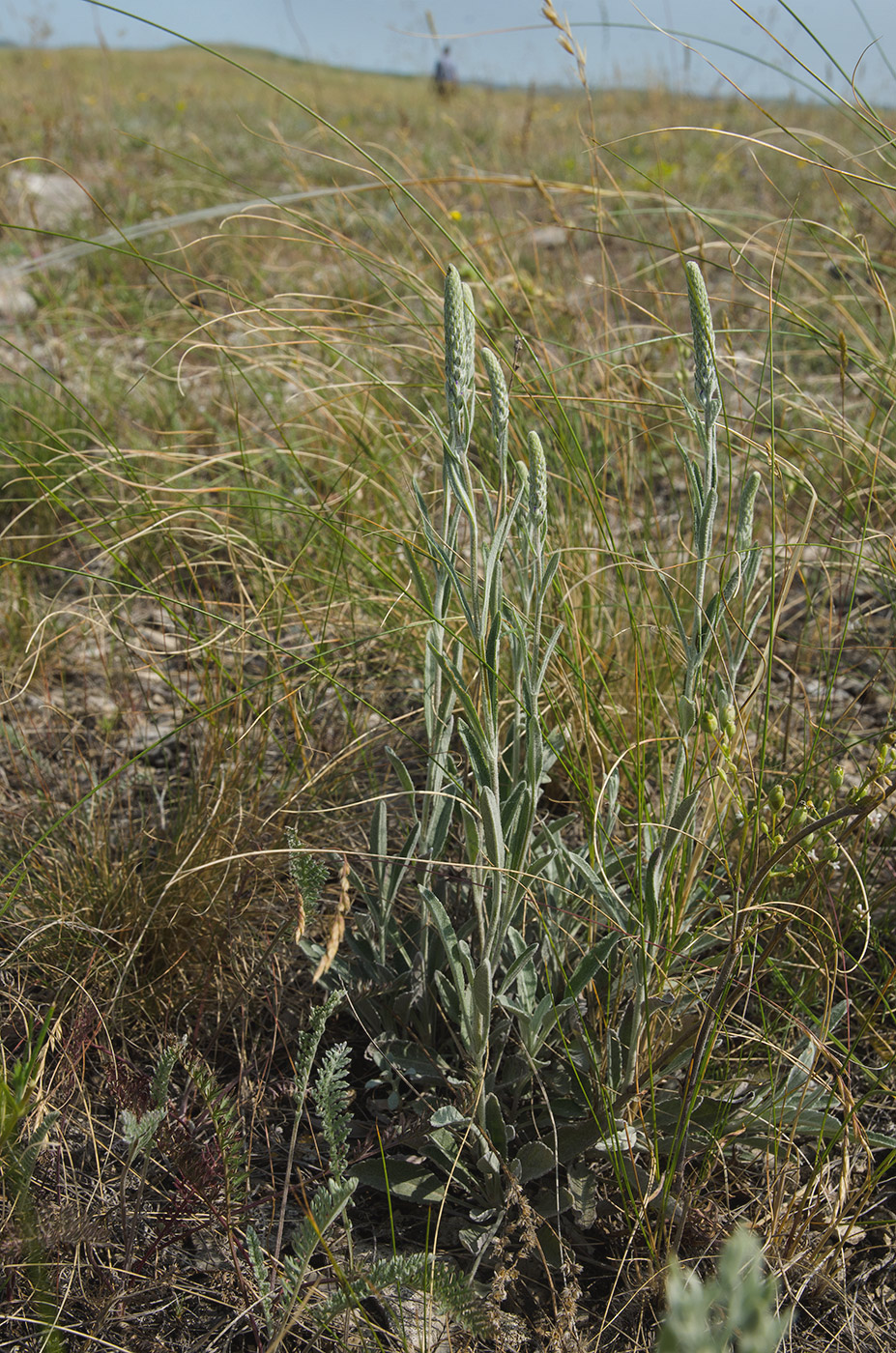 Image of Veronica incana specimen.