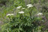 Heracleum dissectum разновидность voroschilovii. Цветущие растения. Приморский край, Лазовский р-н, окр. дер. Глазковка вблизи мыса Кит, нижняя часть травяного склона у моря. 14.06.2026.