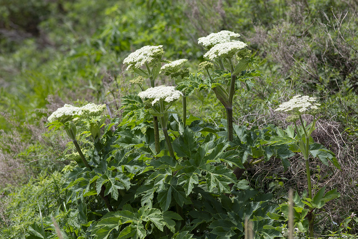 Image of Heracleum dissectum var. voroschilovii specimen.