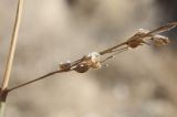 Panicum turgidum