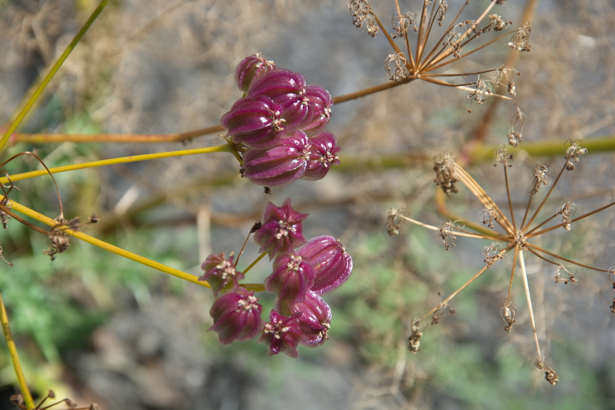 Изображение особи семейство Apiaceae.